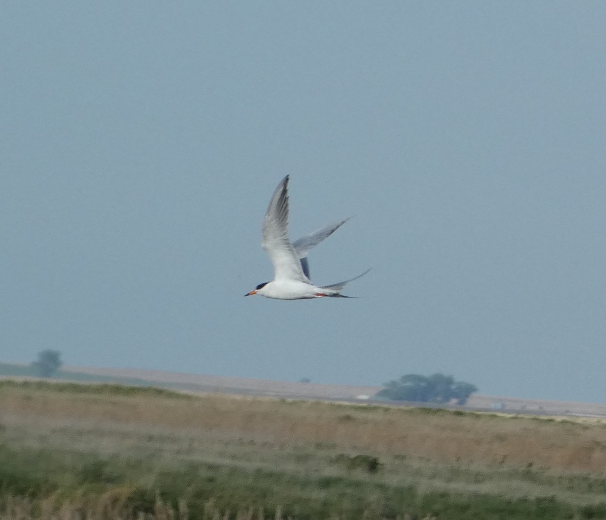 Forster's Tern - ML260740331