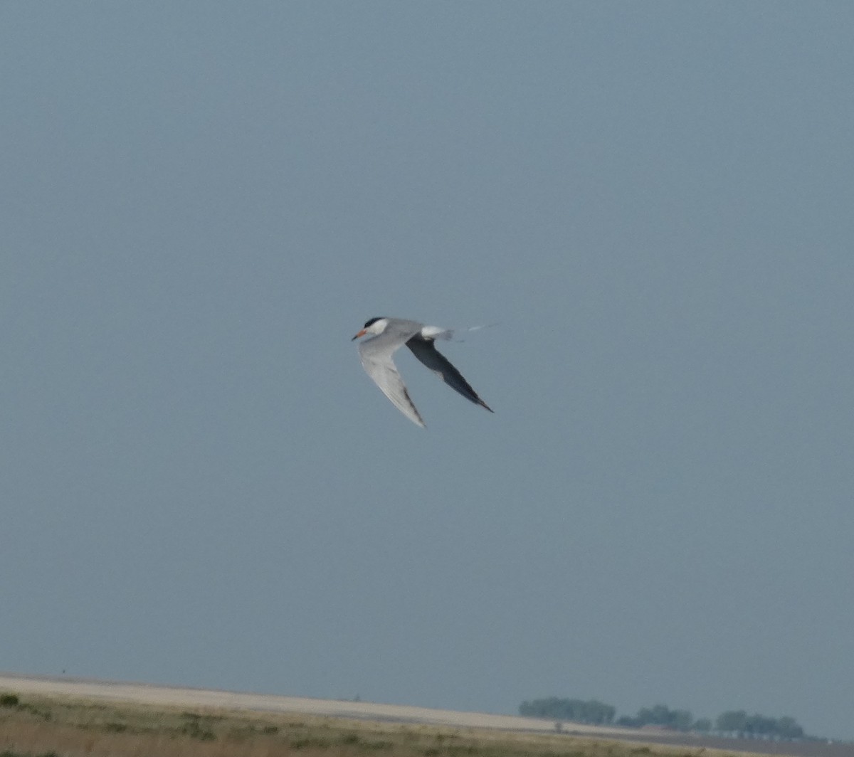 Forster's Tern - ML260740341