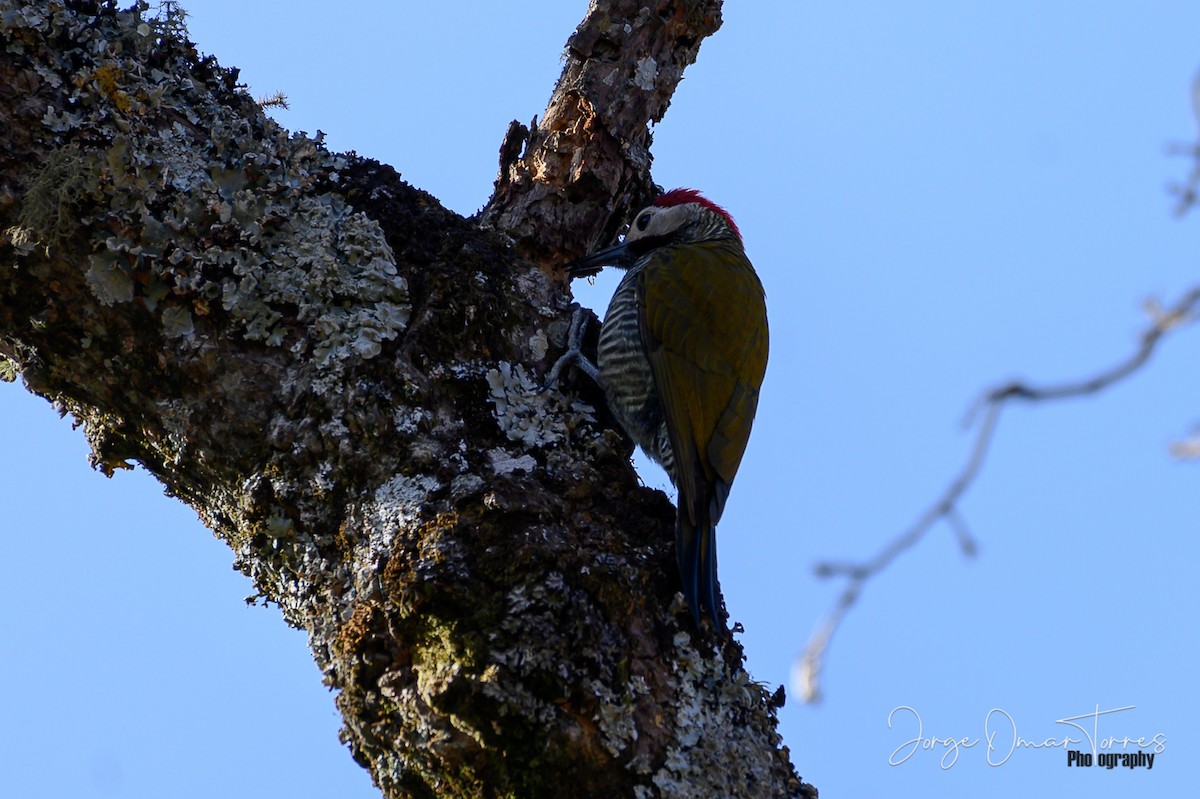 Golden-olive Woodpecker - ML260741931
