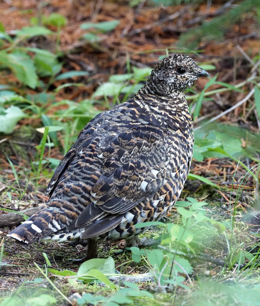 Spruce Grouse (Franklin's) - ML260742581