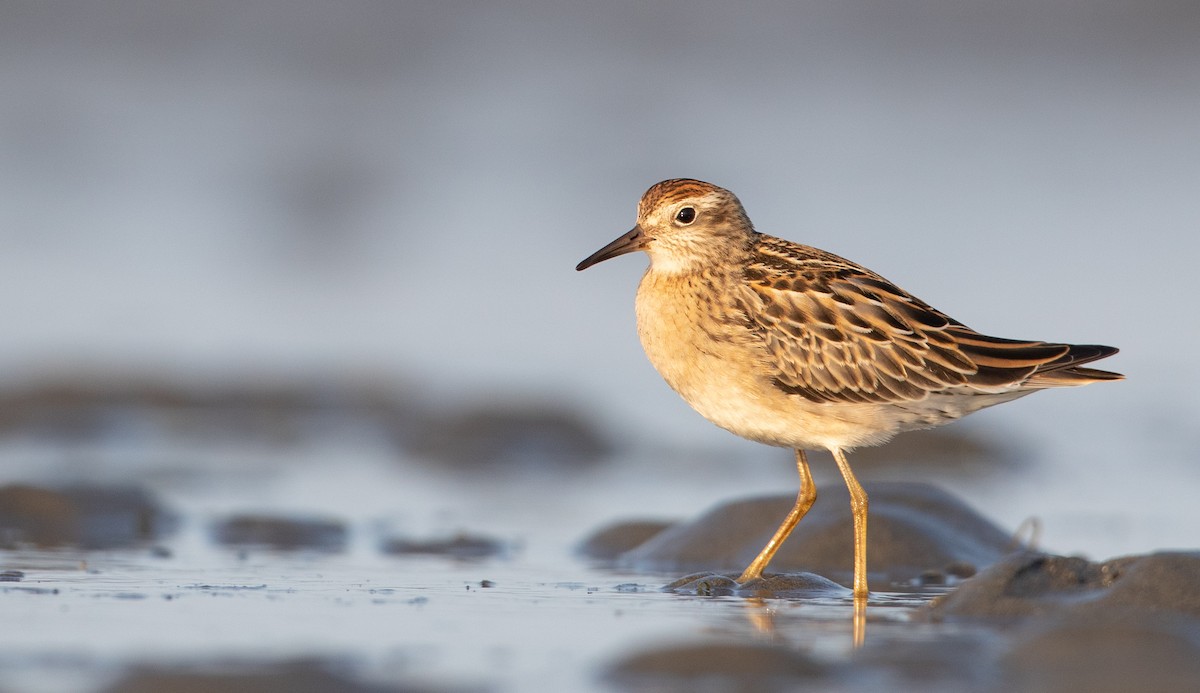 Sharp-tailed Sandpiper - ML260742921