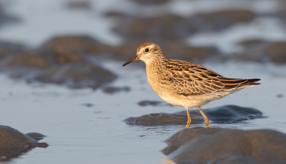 Sharp-tailed Sandpiper - ML260742991