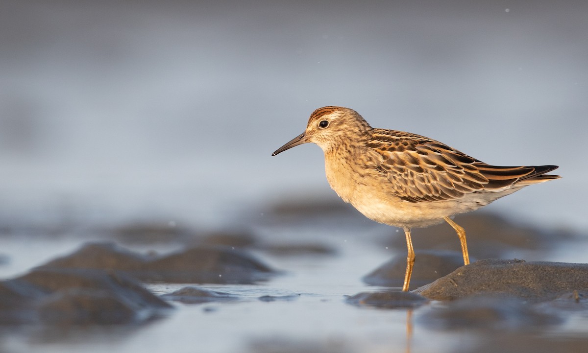 Sharp-tailed Sandpiper - ML260743091