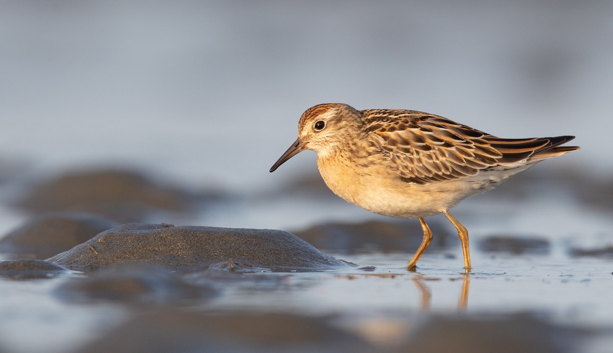 Sharp-tailed Sandpiper - ML260743121