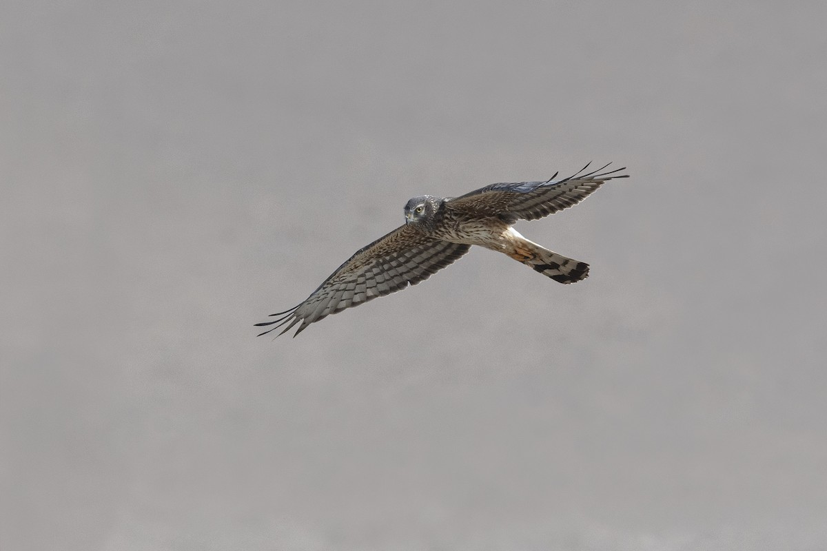 Cinereous Harrier - ML260744851