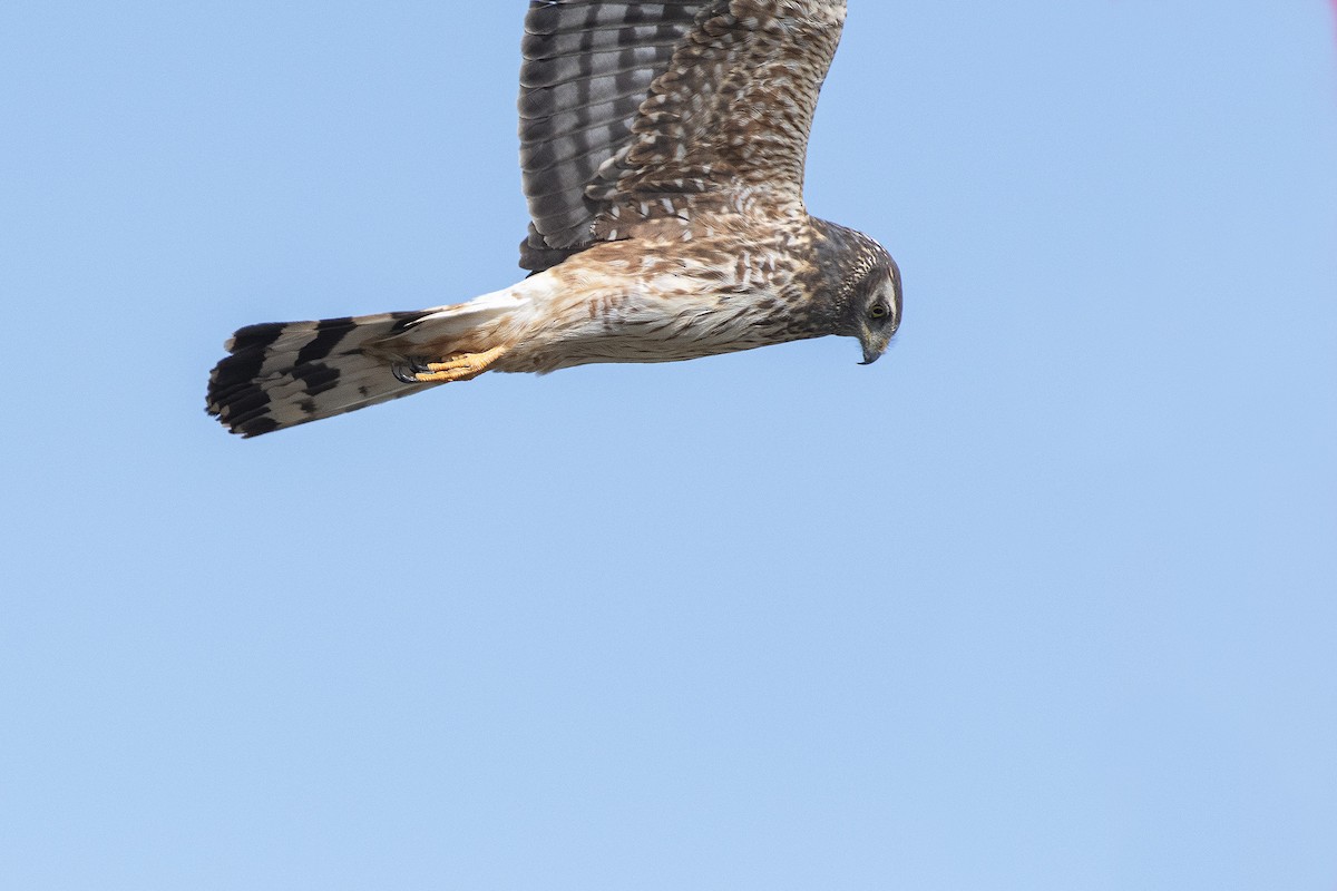 Cinereous Harrier - ML260744991