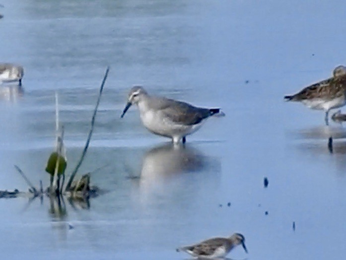 Red Knot - Van Remsen