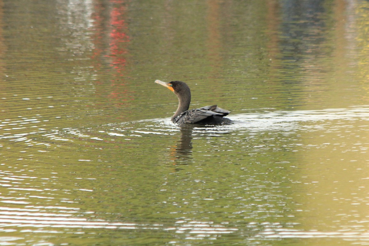 Cormoran à aigrettes - ML260747861