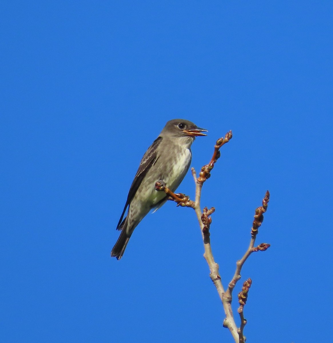 Olive-sided Flycatcher - ML260748221