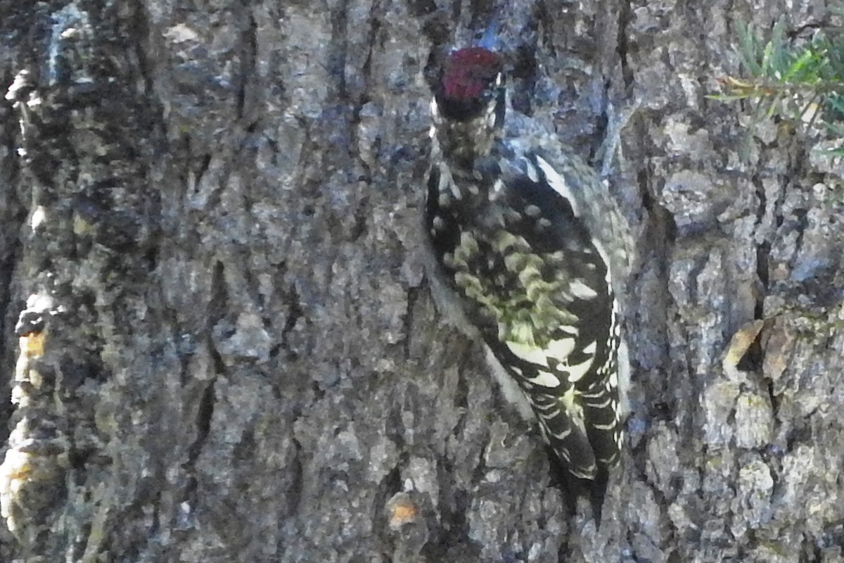 datel rudošíjný - ML260748501