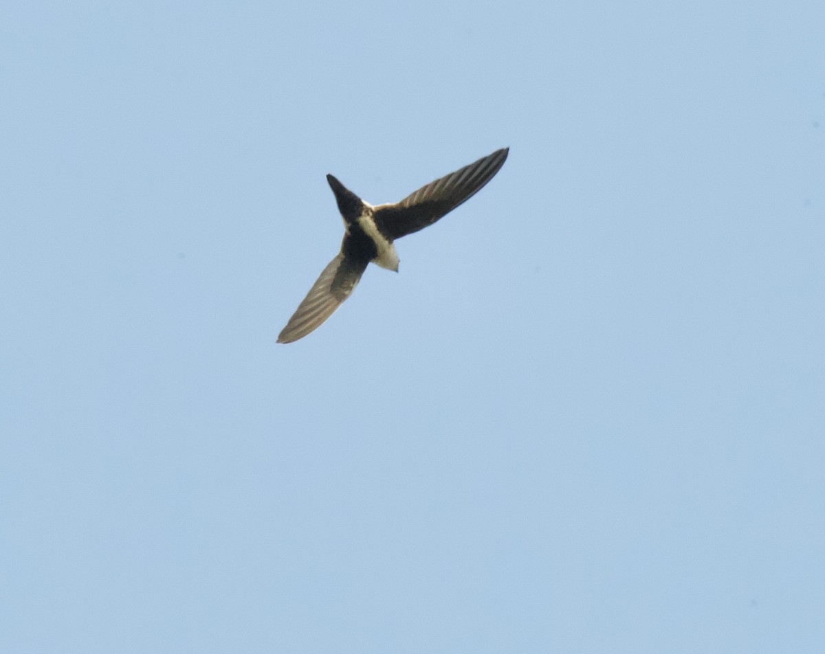 White-throated Swift - ML260748571