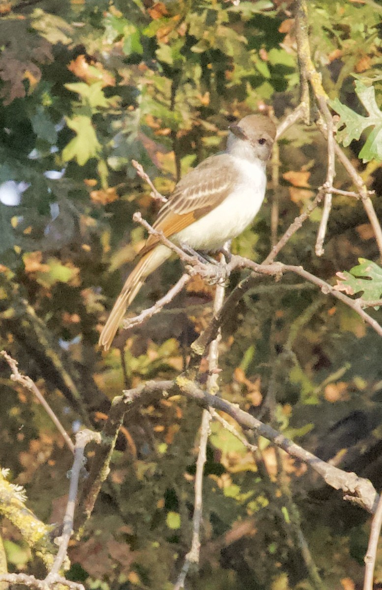 Ash-throated Flycatcher - ML260749631