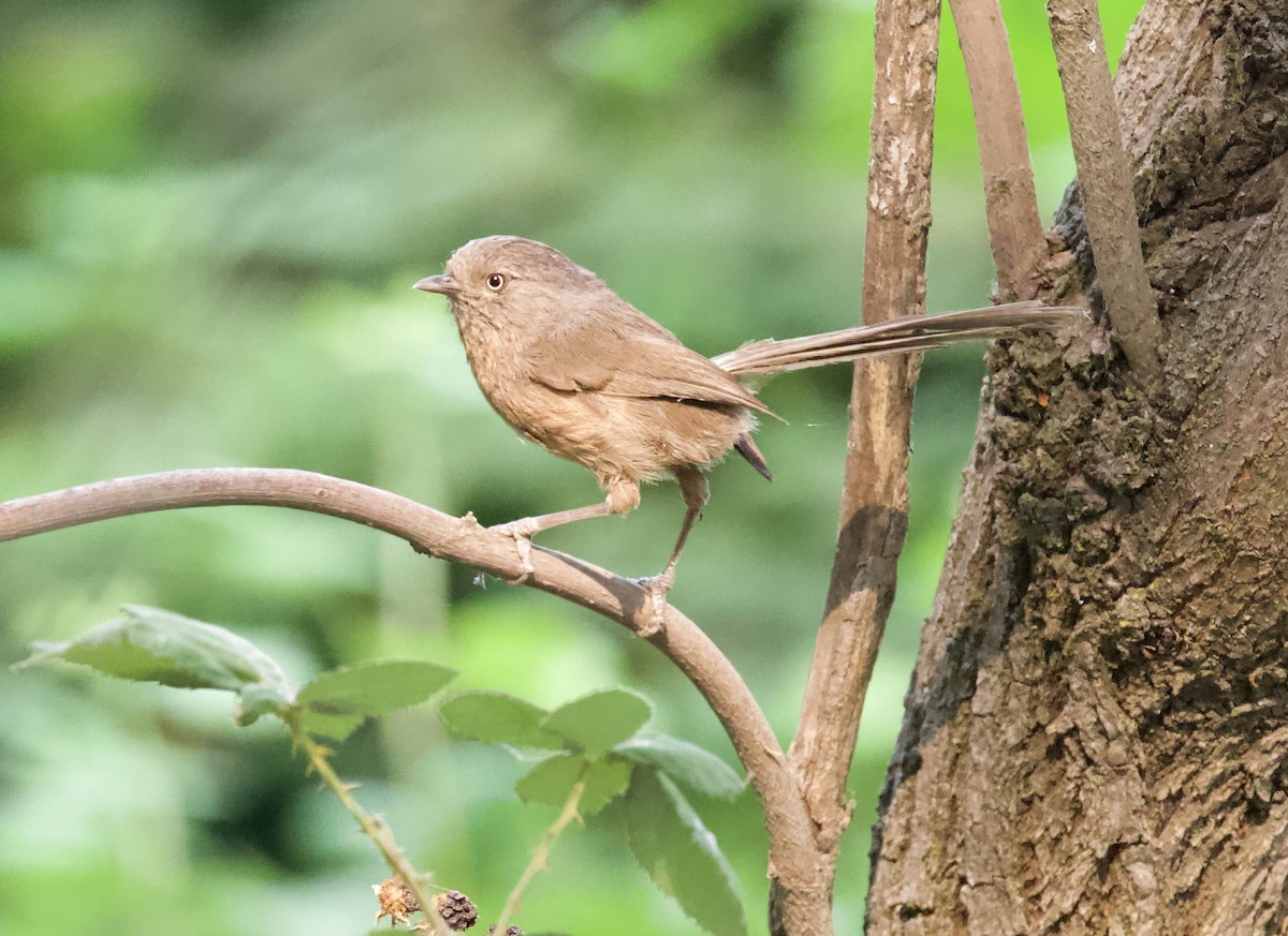 Wrentit - ML260749891