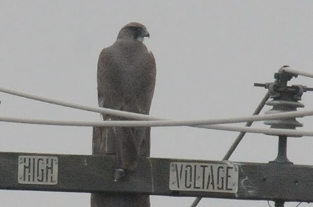 Gyrfalcon - ML260750261