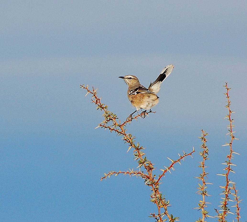 Patagonian Mockingbird - ML260750891