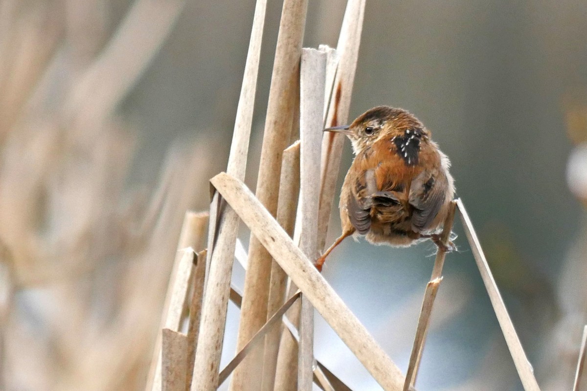 Marsh Wren - ML26075411