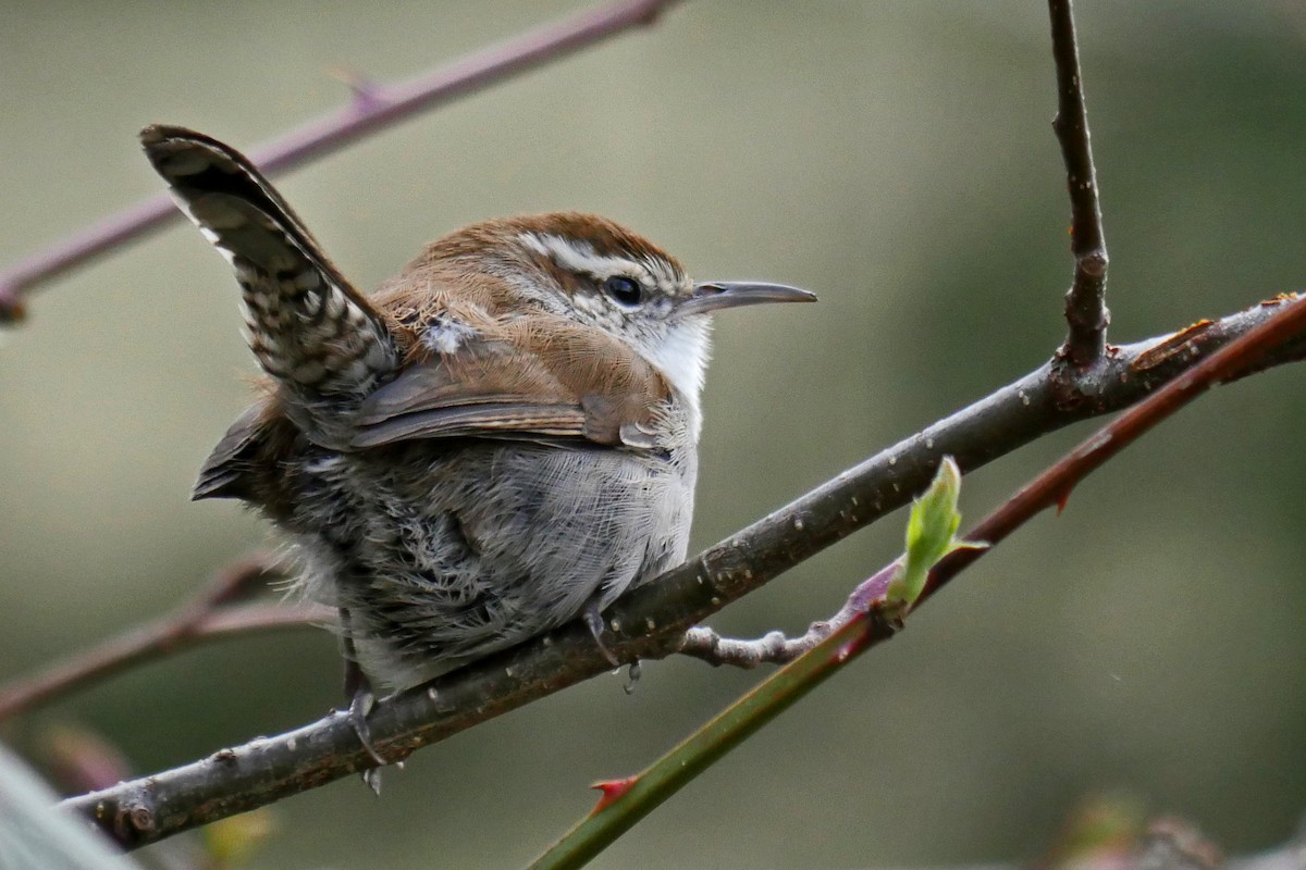 Bewick's Wren - ML26075421