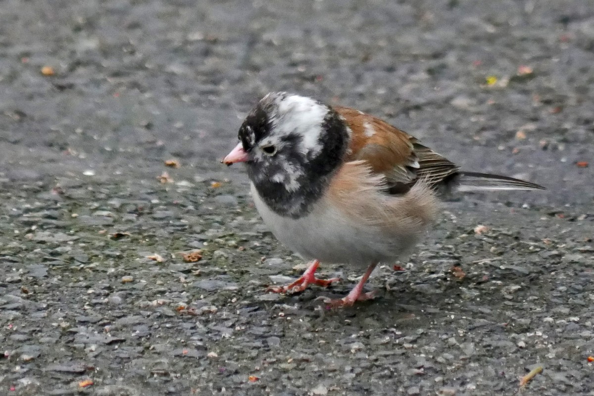 Dark-eyed Junco (Oregon) - ML26075441