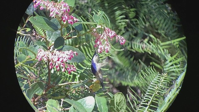 Green-crowned Plovercrest - ML260754451