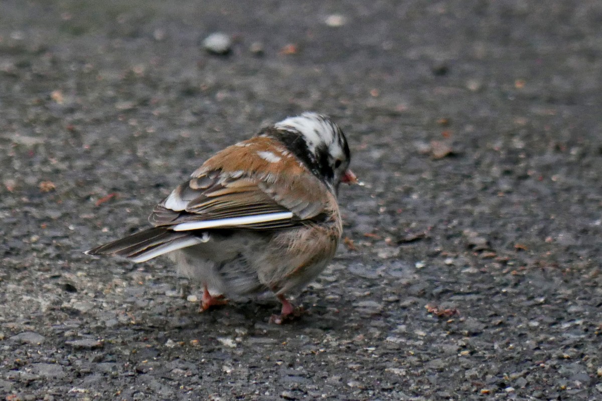 Dark-eyed Junco (Oregon) - ML26075451