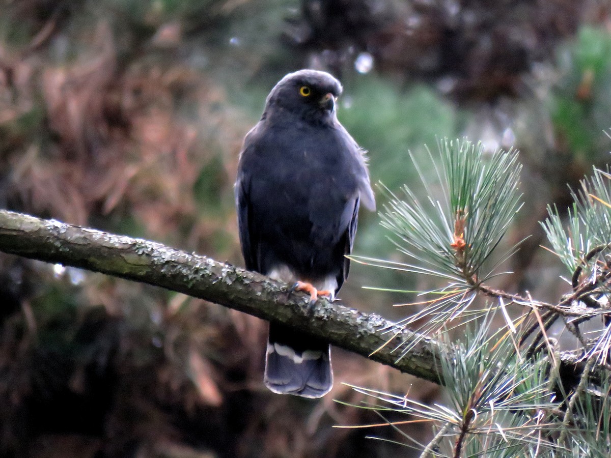 Weißbürzelbussard - ML260754691