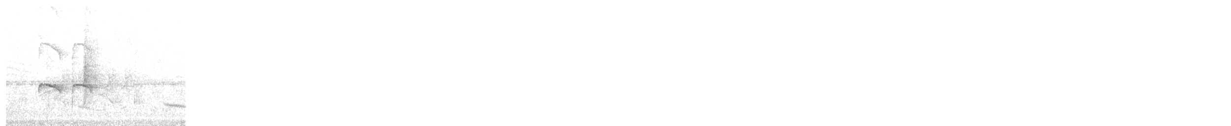 Tumbesschnäppertyrann - ML260754891