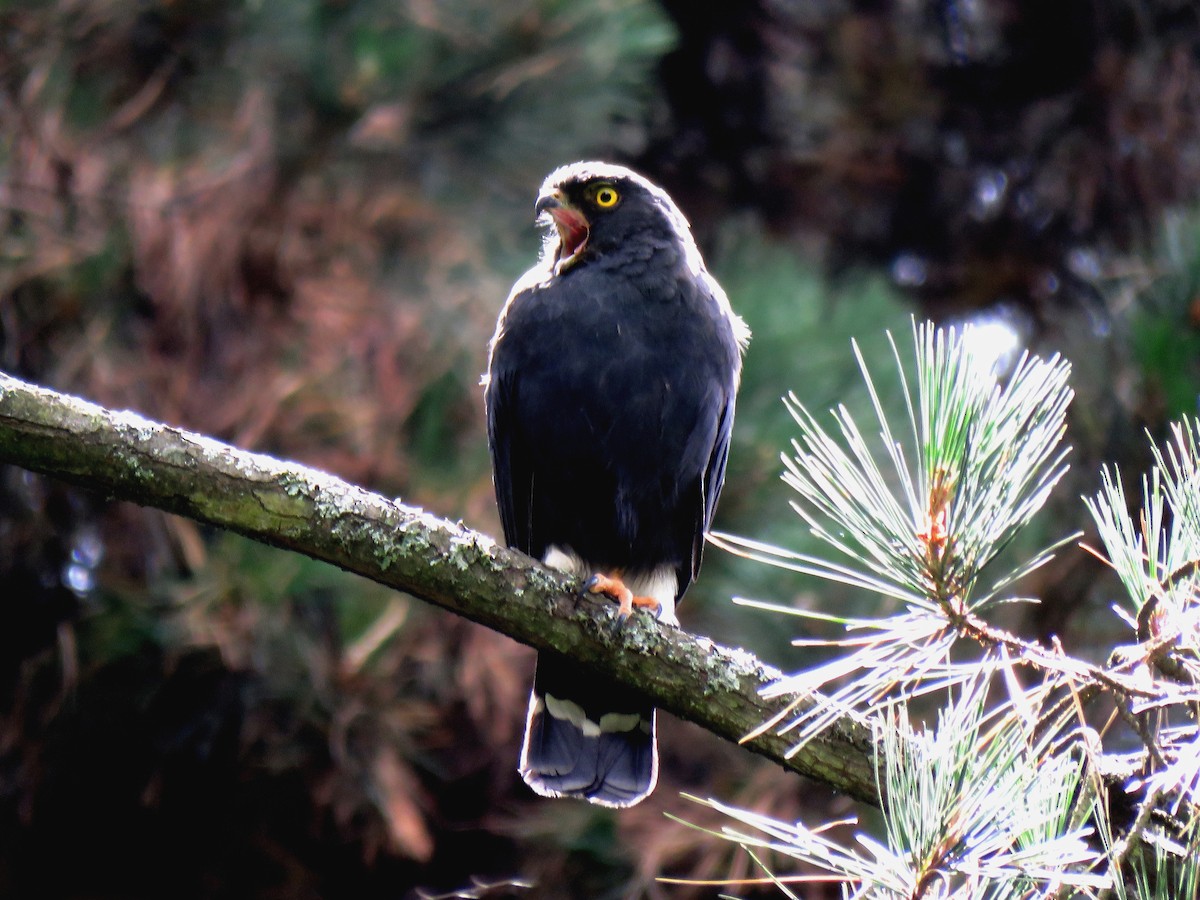 Weißbürzelbussard - ML260754961