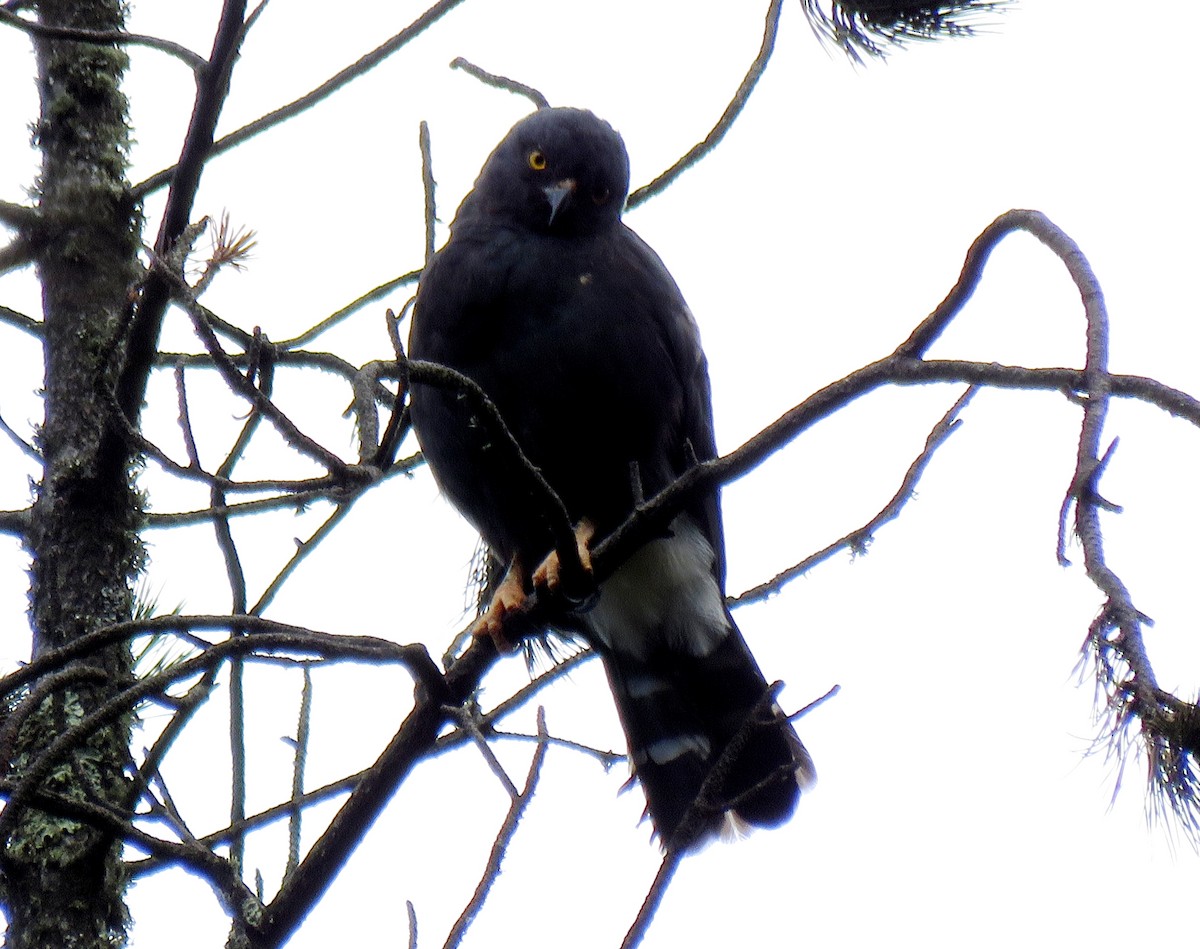 Weißbürzelbussard - ML260755431