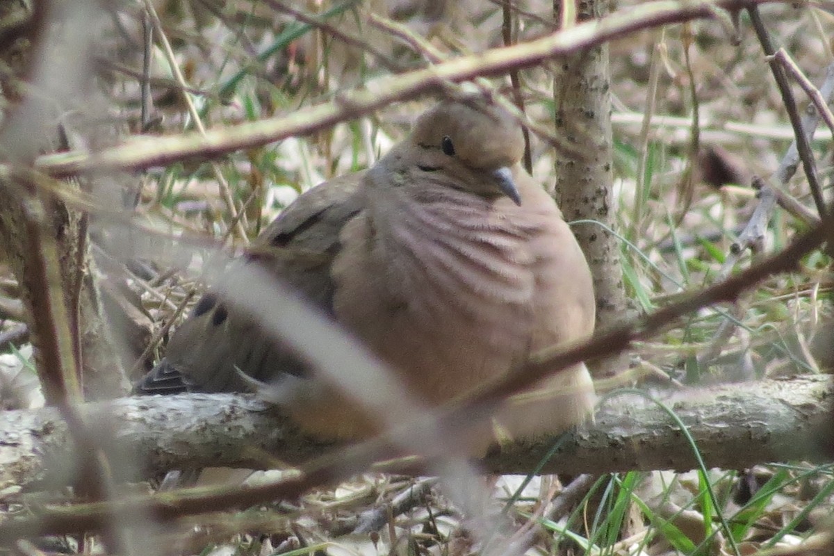 Mourning Dove - ML26075641