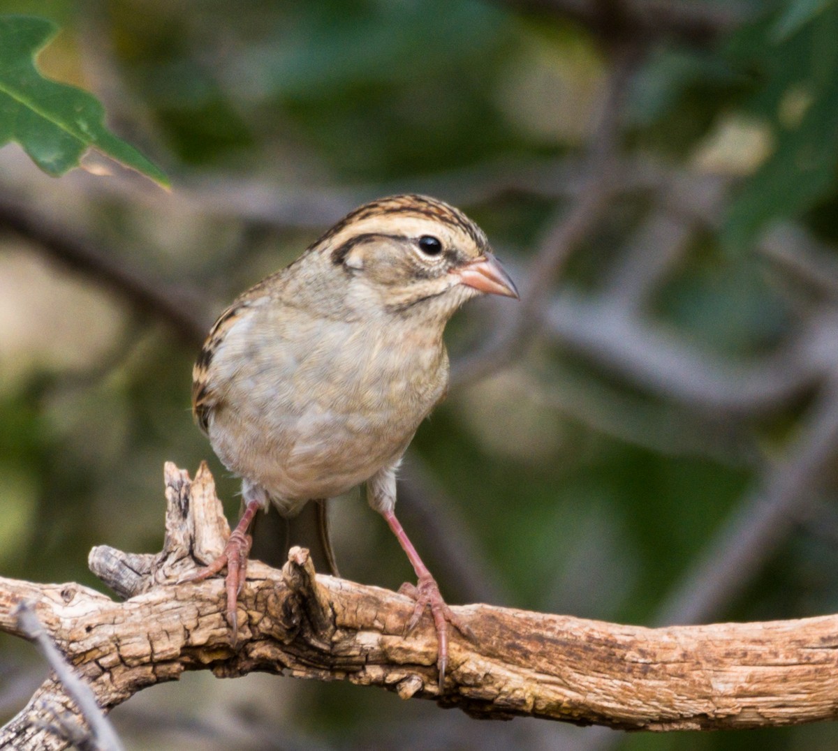 Chipping Sparrow - ML260757221