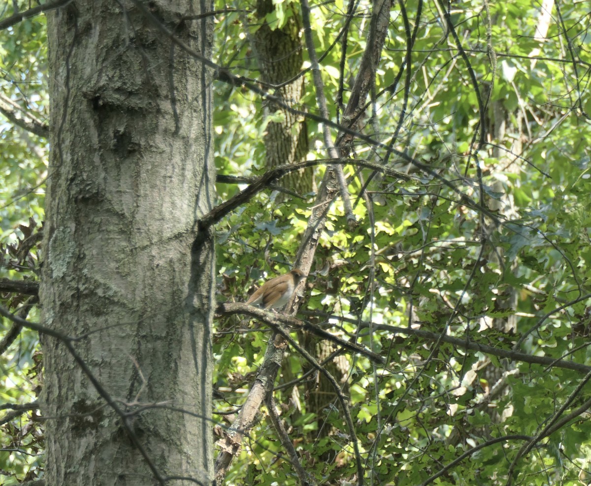 Veery - ML260757271