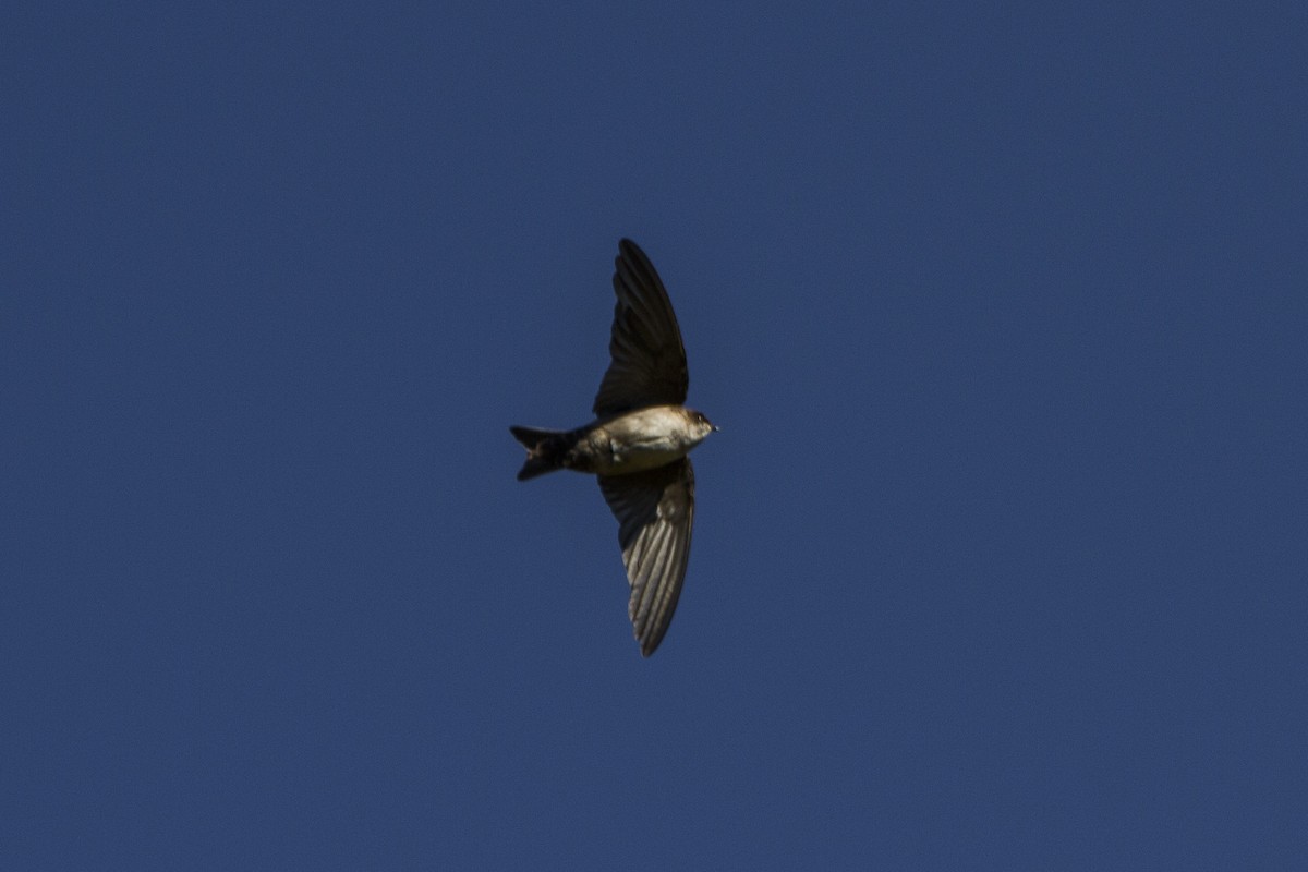 Brown-bellied Swallow - ML26075861