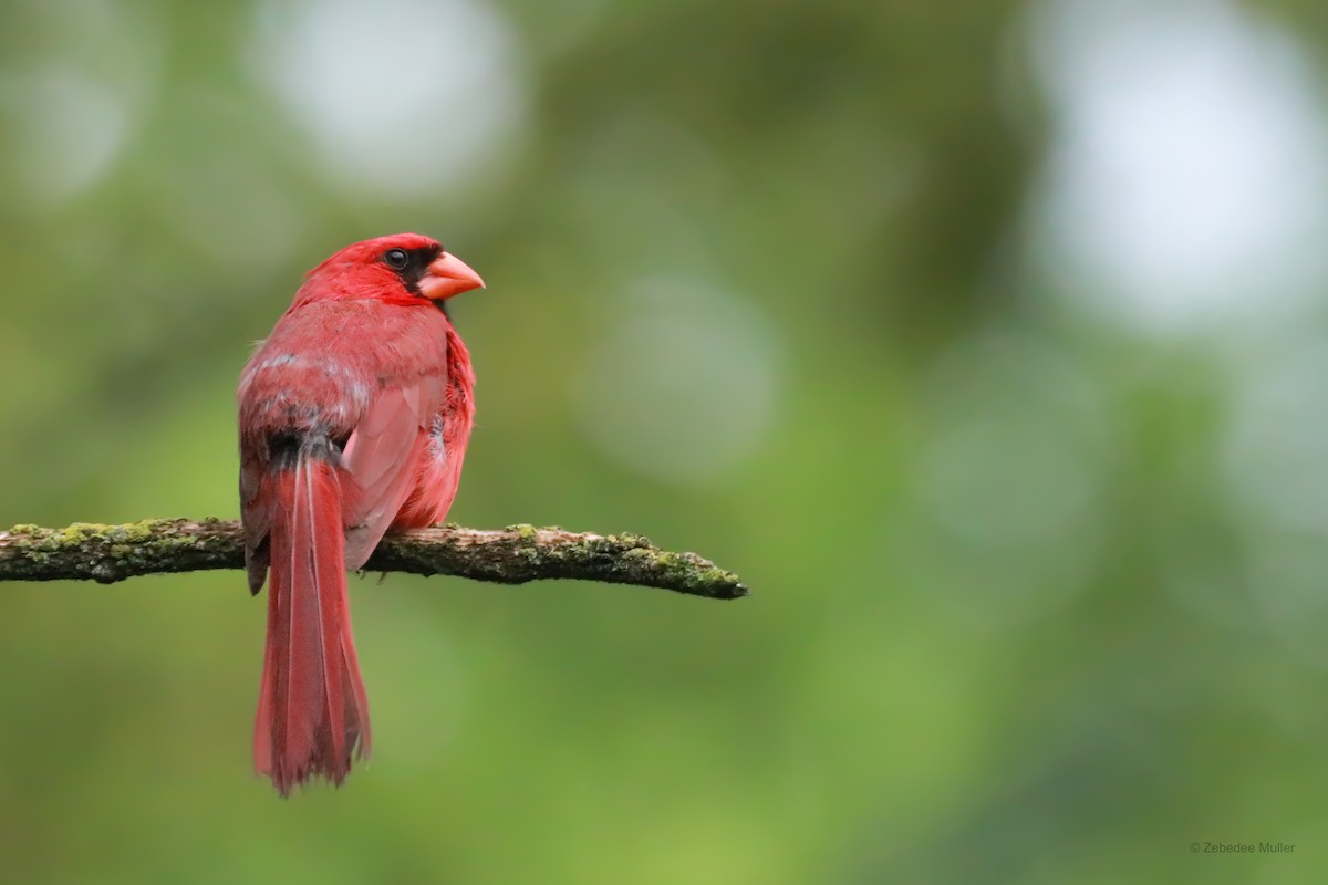 Cardinal rouge - ML260759131