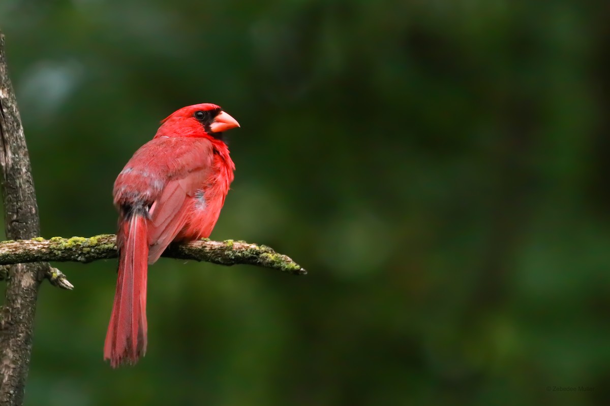 Cardinal rouge - ML260759141