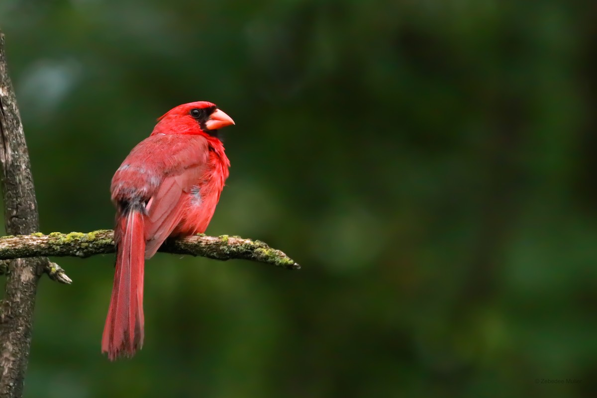 Northern Cardinal - Zebedee Muller