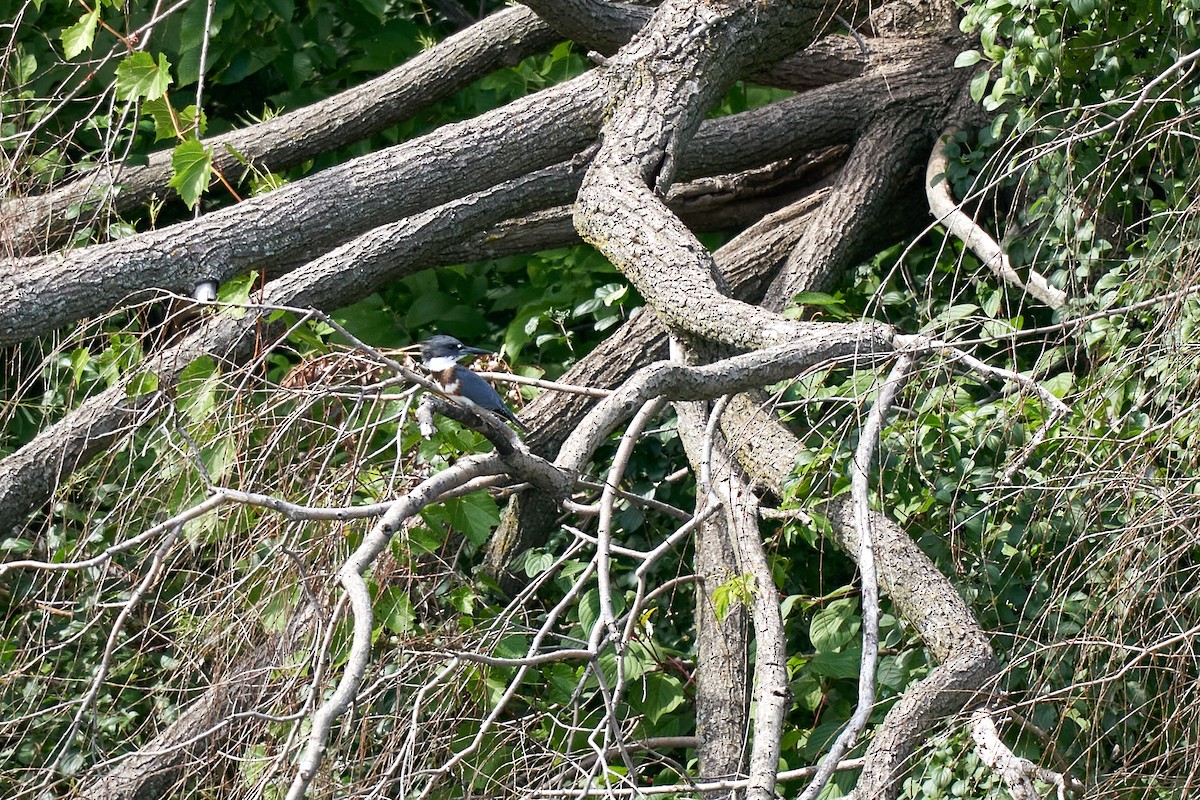 Belted Kingfisher - ML260761621