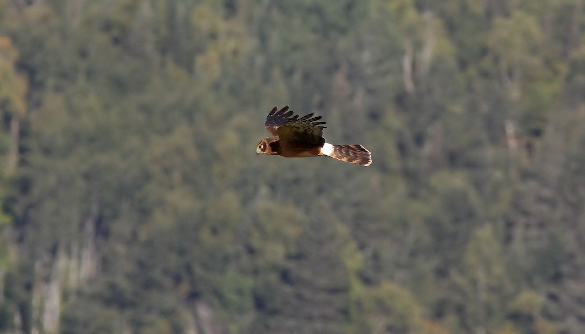 Northern Harrier - ML260761781