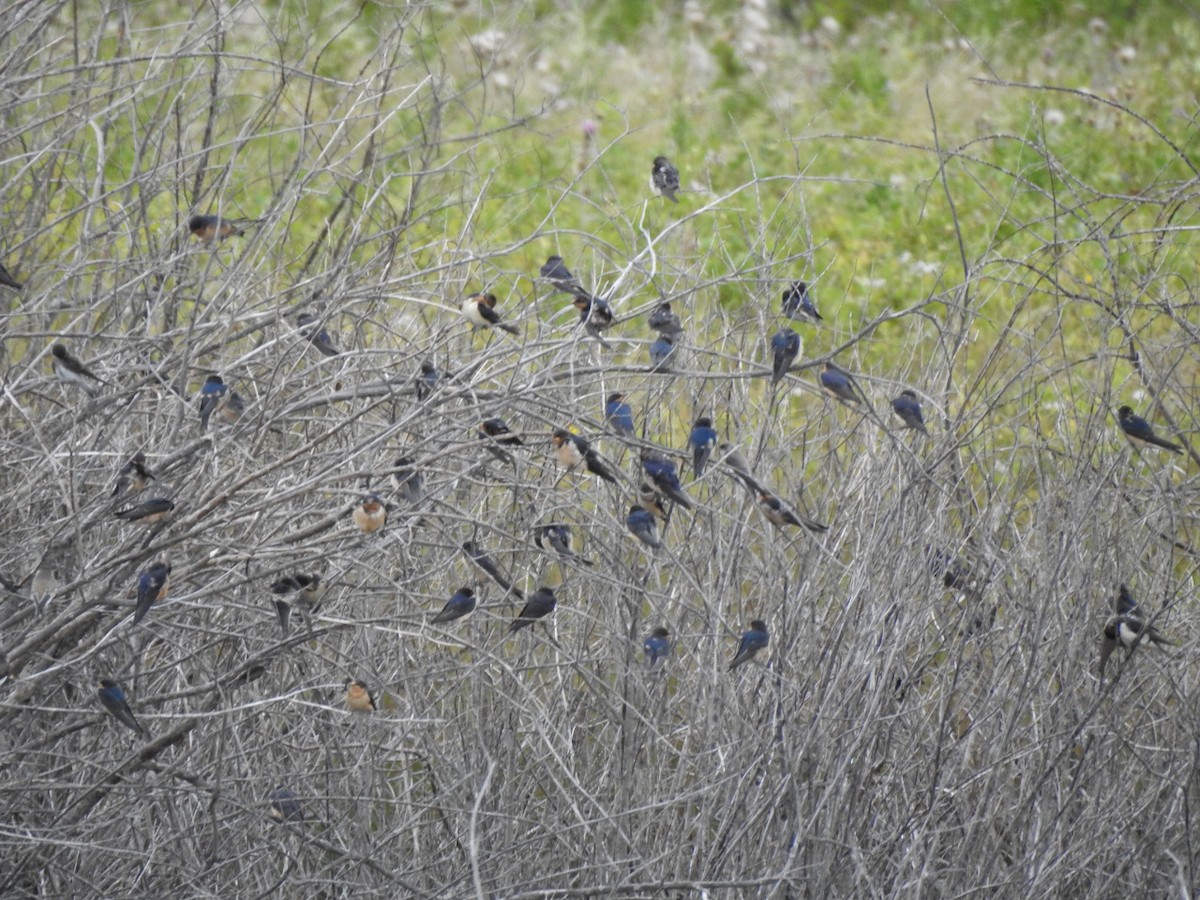 Barn Swallow - ML260762701