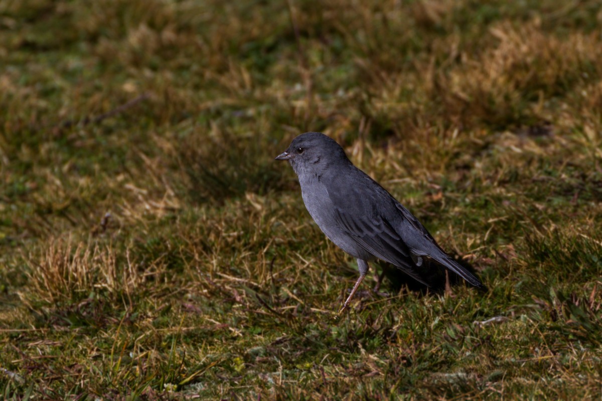 Plumbeous Sierra Finch - ML26076831