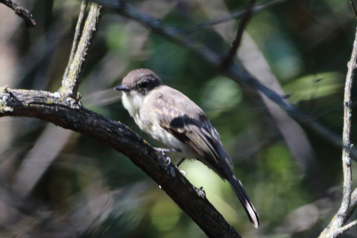 Eastern Phoebe - ML260768471