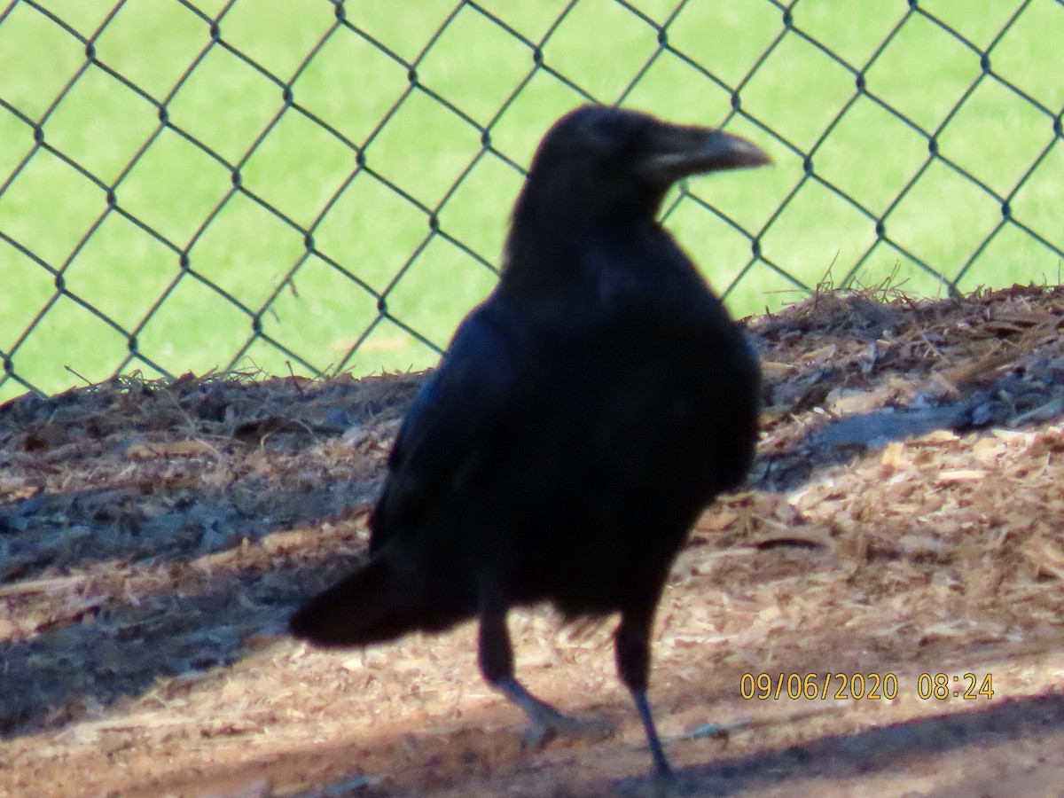 American Crow - ML260768941