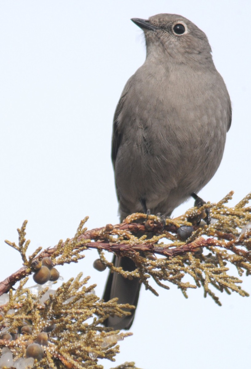 Townsend's Solitaire - ML260769231