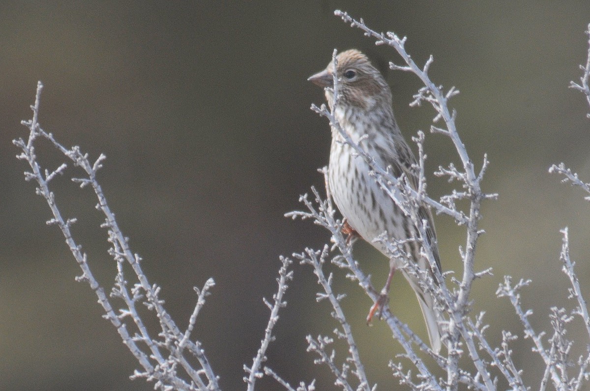 Cassin's Finch - ML260769281