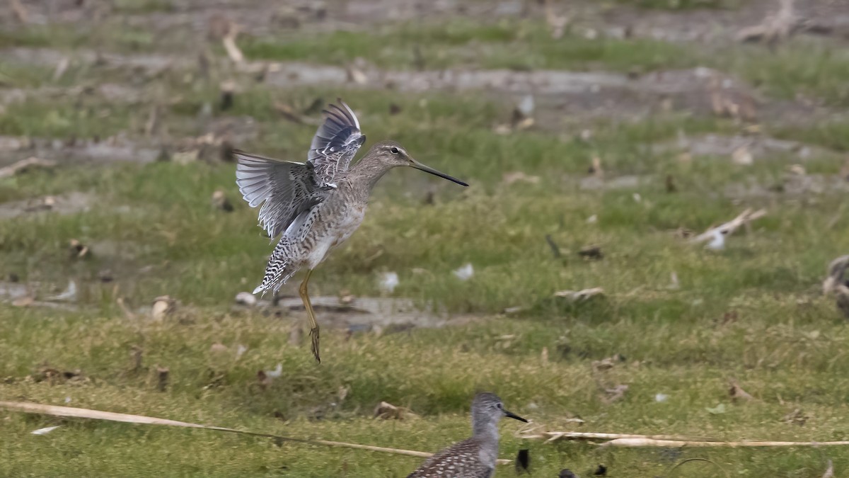 Long-billed Dowitcher - ML260770071