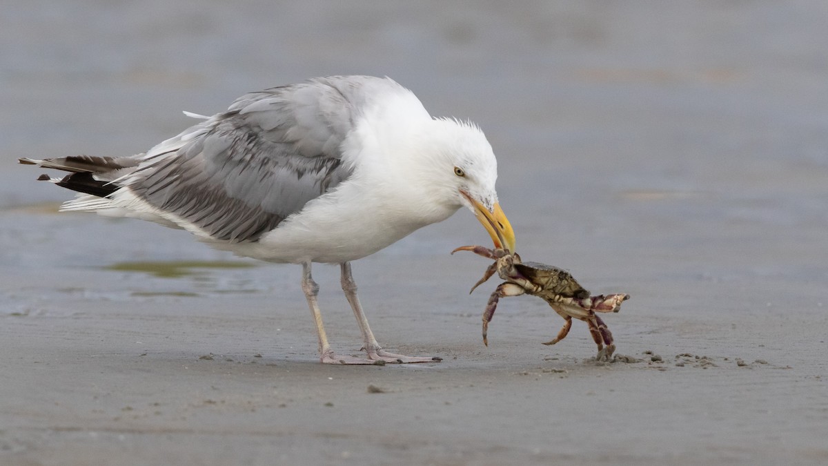 Herring Gull (American) - Sam Zhang