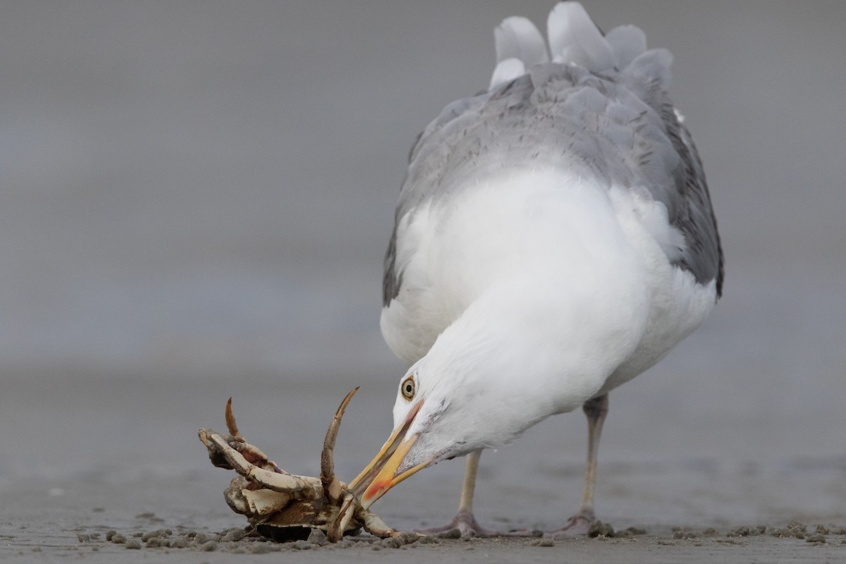 Herring Gull (American) - Sam Zhang