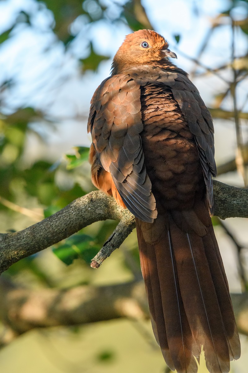 Brown Cuckoo-Dove - ML260770601