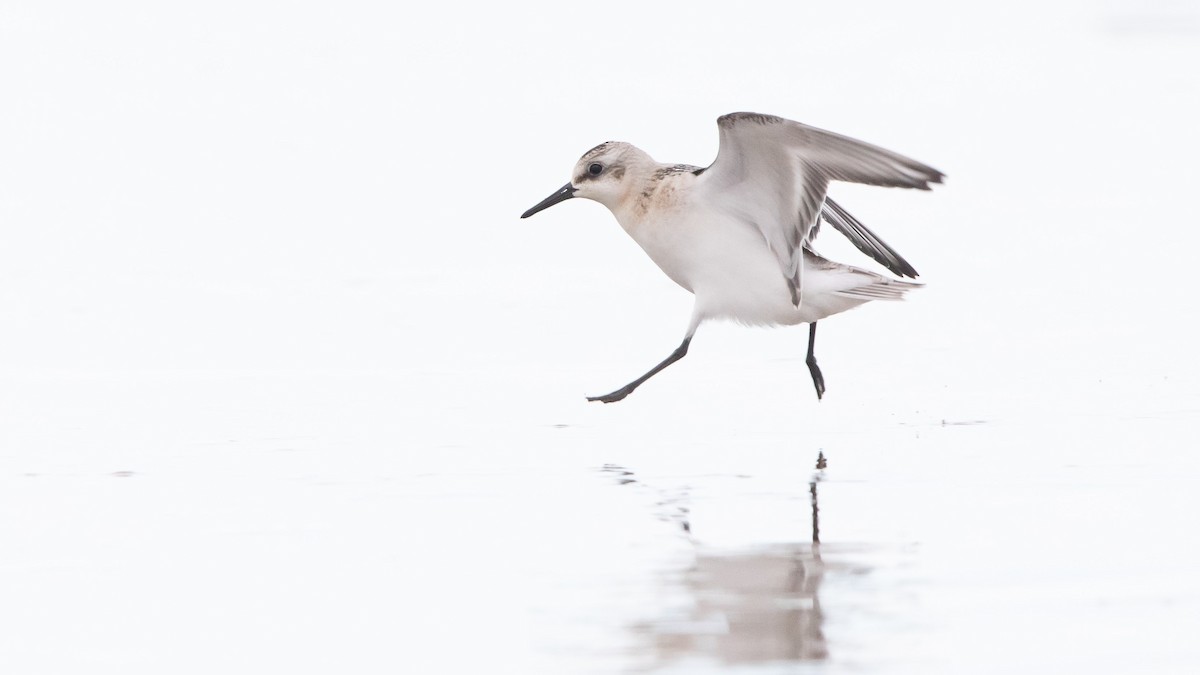 Sanderling - Sam Zhang