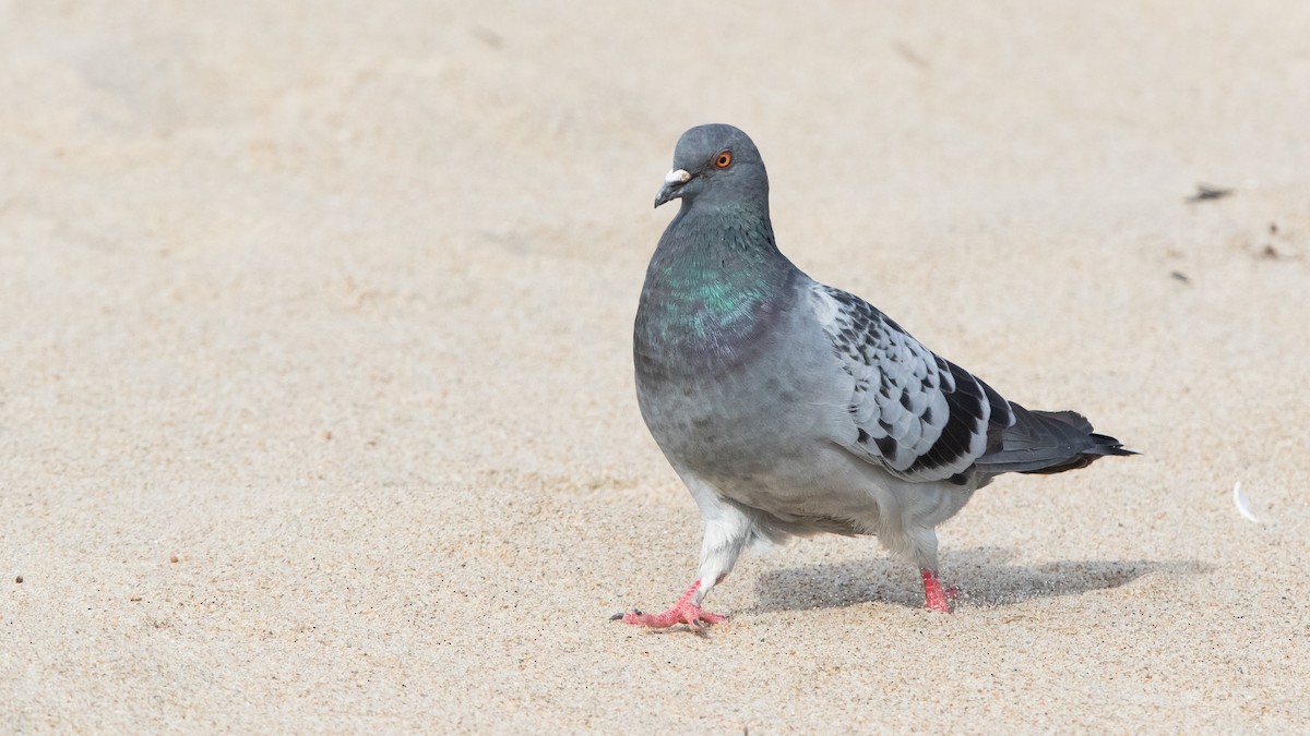Rock Pigeon (Feral Pigeon) - Sam Zhang