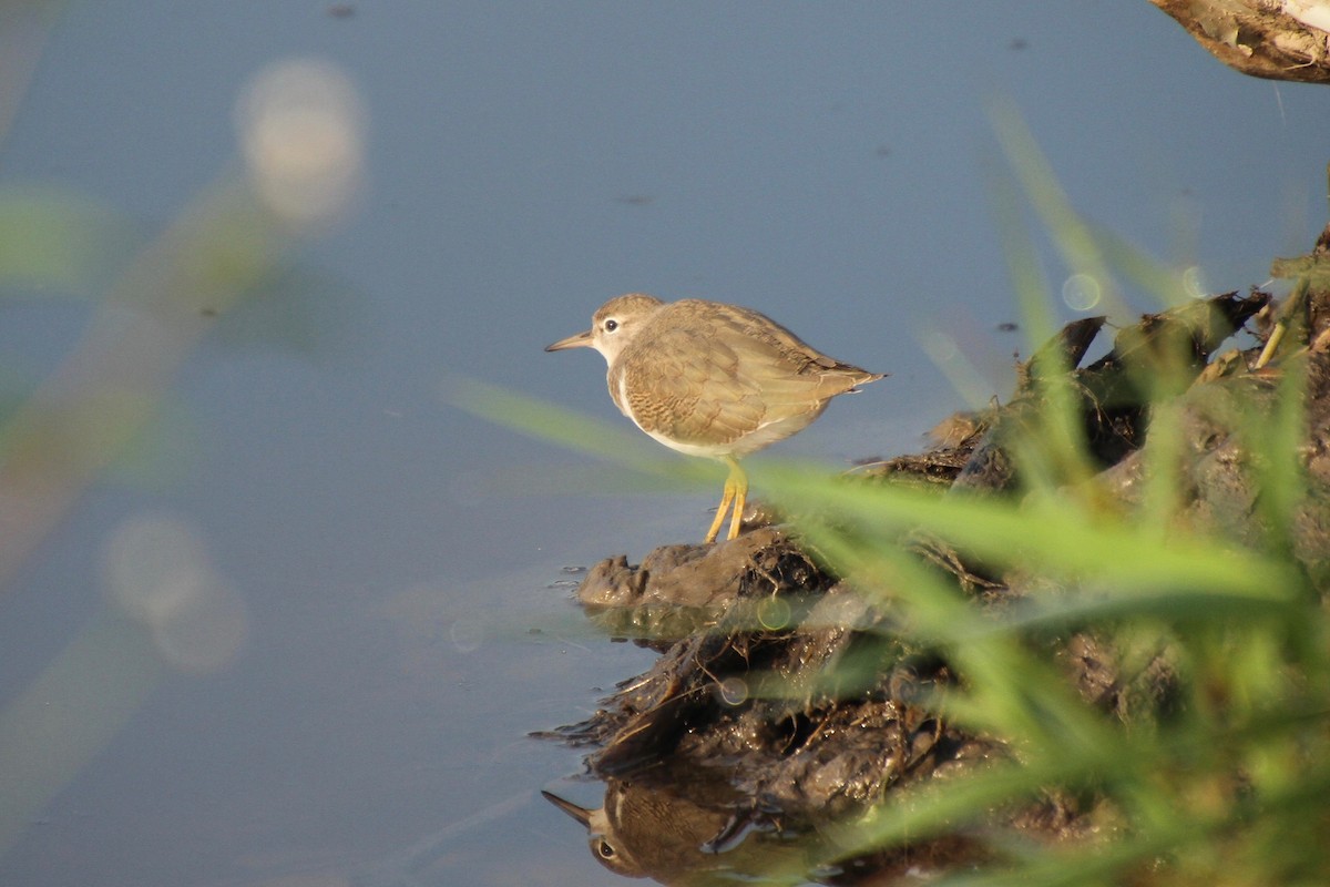 Spotted Sandpiper - E. Hoffa